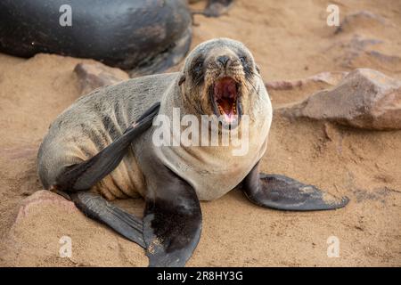 Kapfellrobben gähnen an der Skeleton-Küste im Südatlantik, Cape Cross Seal Colony, Namibia. Stockfoto