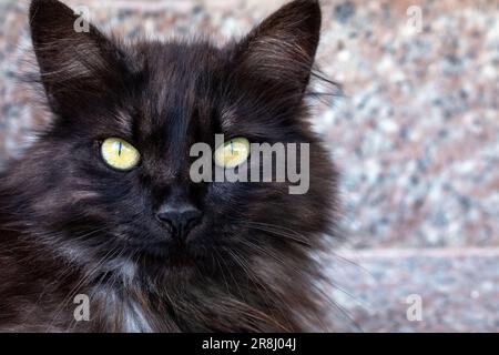 Ein graubraunes Kätzchen sitzt in den Armen einer Person. Süße kleine Katze, die neugierig aufsieht. Stockfoto