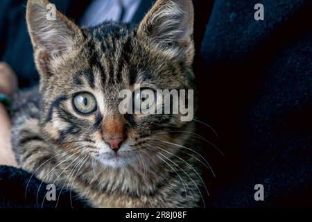 Ein graubraunes Kätzchen sitzt in den Armen einer Person. Süße kleine Katze, die neugierig aufsieht. Stockfoto