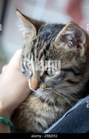 Ein graubraunes Kätzchen sitzt in den Armen einer Person. Süße kleine Katze, die neugierig aufsieht. Stockfoto