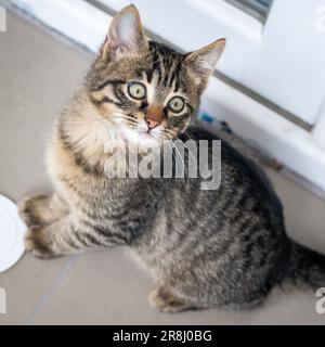 Kleine braune Kätzchen, süße Tiere im Haus. Stockfoto