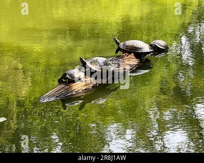 Schildkröten sonnen sich am See im Prospect Park in Brooklyn, New York. Stockfoto