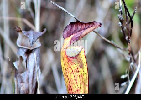 Eine Nahaufnahme einer pulsierenden violetten Pitcher-Pflanze, die aus dem Boden zwischen hohem Gras auf offenem Feld wächst Stockfoto