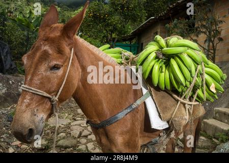 Musa x paradisiaca - grüne Bananenstücke auf dem Rücken eines Maultiers - kolumbianische landwirtschaftliche Plantage Stockfoto