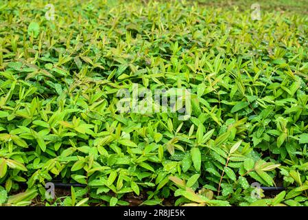 Hintergrund. Hypericum calycinum ist eine Art von Prostrat oder niedrig wachsenden Sträuchern der blühenden Pflanzenfamilie Hypericaceae. Stockfoto