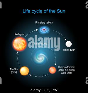 Lebenszyklus der Sonne von Stellarnebel zu Rotriesen, Planetennebel und Weißen Zwergen. Eine brillante Evolution. Infografik. Vektordiagramm Stock Vektor