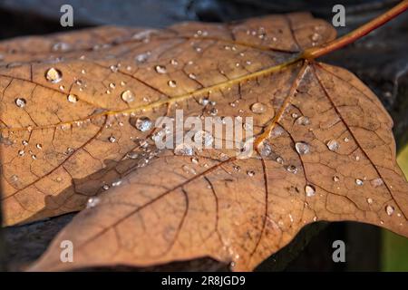 Regentropfen auf Multi-Veined Leaf: Nachmittagsregen in Lexington, Massachusetts, wo auf einer sehr nassen Steinbank dieses heruntergefallene Blatt mit Wasser bedeckt war. Stockfoto