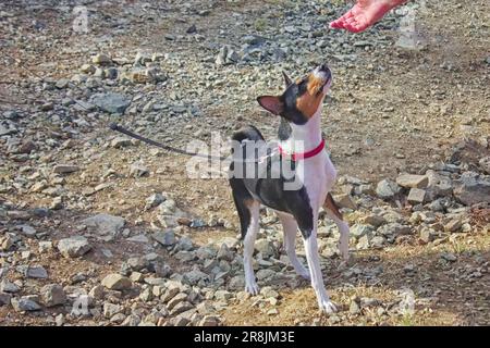 Basenji-Hund für einen Spaziergang. Die Basenji ist Eine Art Jagdhund. Stockfoto