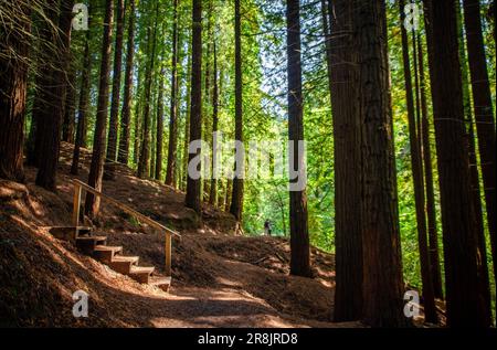 Bild eines Paares, das sich während des Naturausflugs aus der Ferne umarmt, um sich von der Routine zu trennen und saubere Luft im Sequoia Forest zu atmen. Sonnenlicht Stockfoto