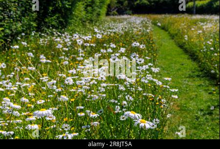 Im Frühsommer in Charlton Musgrove, Süd-Somerset, Südwestengland, wachsen Ochsenaugengänse (Leucanthemum vulgare) auf einem Feld mit Mähpfad Stockfoto