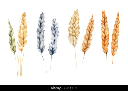 ui-Set-Vektordarstellung von Weizenhafer-Isolat auf weißem Hintergrund Stock Vektor