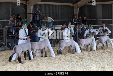 Die Teilnehmer treten mit „Market“ Sheep, Ovis Arys, Tehama County Fair, Red Bluff, Kalifornien an. Stockfoto