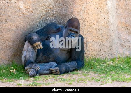 Westlicher Lowland Gorilla. Männlich. Gesehen im BioPark Zoo, Albuquerque, New Mexico, USA Stockfoto