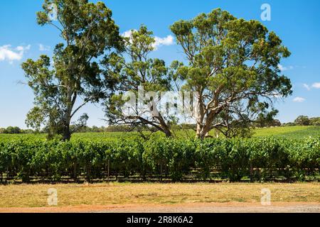 Chateau Yaldara Vineyard, Lyndoch, Barossa Valley, Südaustralien Stockfoto