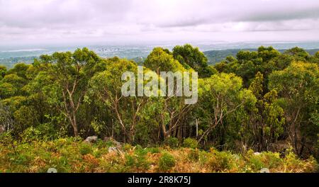 Panoramablick auf die Ebenen und Ausläufer von Adelaide vom Mount Lofty Summit, Südaustralien Stockfoto