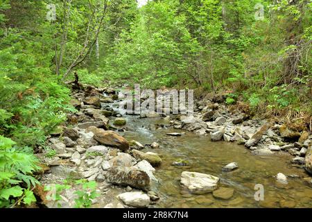 Ein schmaler Kanal eines stürmischen Flusses, der von den Bergen durch einen dichten Wald fließt und sich auf dem Weg um die Steine biegt. Tevenek River (Dritter Stockfoto