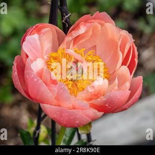 „Coral Charm“, mehrjährige Pfingstrose, Hybridpion (Paeonia x hybrida) Stockfoto