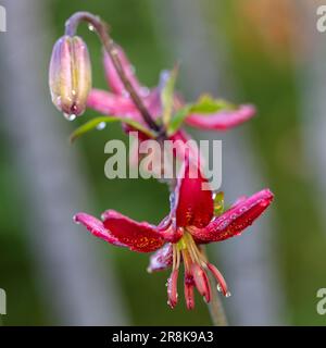 „Manitoba Morning“ Martagonlilie, Krollilja (Lilium martagon) Stockfoto