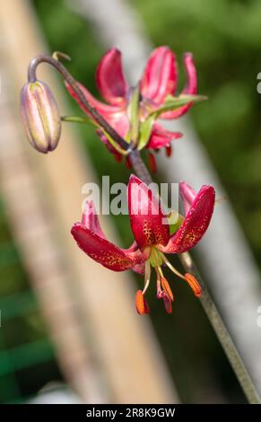 „Manitoba Morning“ Martagonlilie, Krollilja (Lilium martagon) Stockfoto