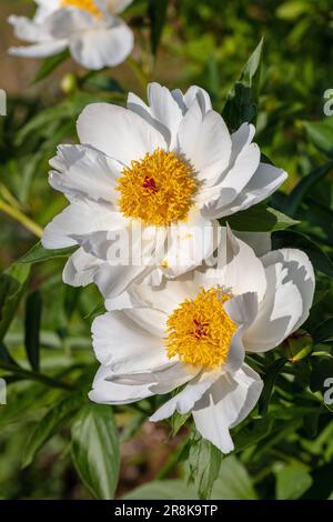 'White Wings' gemeinsamer Garten, Luktpion Pfingstrose (Paeonia lactiflora) Stockfoto