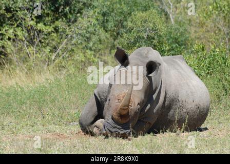 Großes weißes Nashorn, das in der Morgensonne ruht, Krüger-Nationalpark, Südafrika. Stockfoto