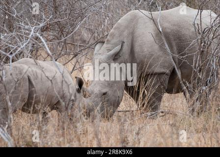 Weiße Nashorn-Mutter und Kalb im Busch, Kruger-Nationalpark, Südafrika Stockfoto