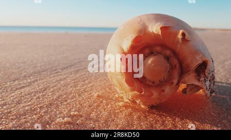 Shell on the Beach, Francois Peron National Park, Westaustralien Stockfoto