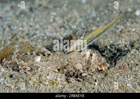 Orange & Black Dragonet, Dactylopus kuiteri, auf Sand, Tauchplatz Laha, Ambon, Maluku, Indonesien, Banda-Meer Stockfoto