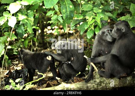 Sulawesi-Schwarzkammmakaken (Macaca nigra) haben soziale Aktivitäten im Naturschutzgebiet Tangkoko, North Sulawesi, Indonesien. Der Klimawandel kann die Lebensraumtauglichkeit von Primaten verringern, was sie zwingen könnte, aus sicheren Lebensräumen auszuwandern und mehr potenzielle Konflikte mit Menschen zu haben, sagen Wissenschaftler. Stockfoto