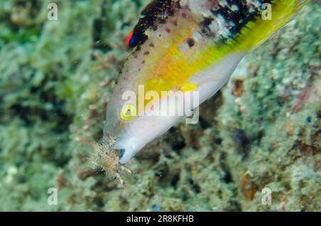 Doublespot Wrasse, Oxycheilinus bimaculatus, Krebse essen, Laha Tauchplatz, Ambon, Maluku, Indonesien, Banda-Meer Stockfoto