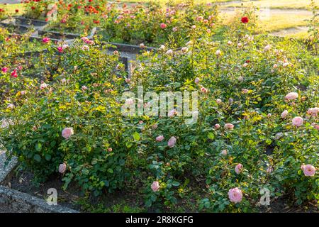 Rosarium im Schlesischen Park in Chorzów. Schöne hellrosa Rosen Stockfoto