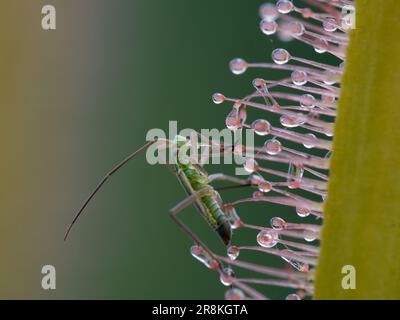 Nahaufnahme eines winzigen echten Käfers (Hemiptera), der auf den klebrigen Stängeldrüsen eingeschlossen ist, die das Blatt einer Sonnentaubenpflanze (Drosera capensis alba) bedecken Stockfoto