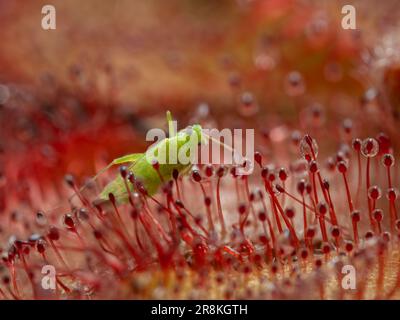 Nahaufnahme eines winzigen grünen Käfers (Hemiptera), der von den klebrigen Drüsen auf dem Blatt einer Alice-Sonnentaue-Pflanze (Drosera aliciae) gefangen wurde Stockfoto