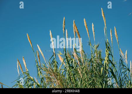Schilf oder Zuckerrohr, der in Feuchtgebieten vor blauem Himmel wächst Stockfoto