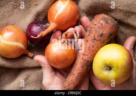 Zwiebeln, Karotten und Apfel schmutzig in den Händen der Großmutter auf dem Tisch, Ernte, Gemüse und Obst Stockfoto