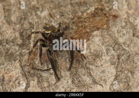 Detaillierte Nahaufnahme einer kleinen dunklen und gealterten Spinnenspinne, Macaroeris nidicolens, die in die Kamera schaut Stockfoto