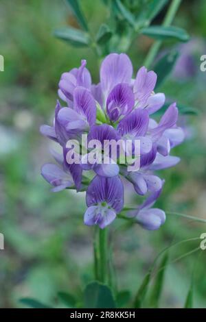 Natürliche Nahaufnahme einer blauen Blume von Alfalfa, luzern, Medicago sativa auf grünem Hintergrund Stockfoto