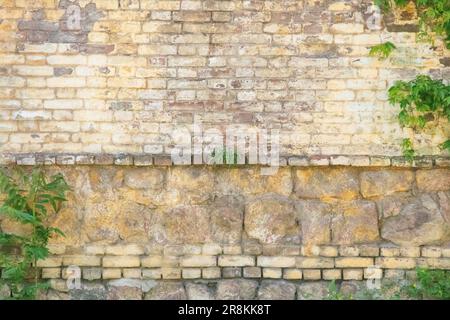 Backsteinwand und wilde Weintrauben als Hintergrund Stockfoto