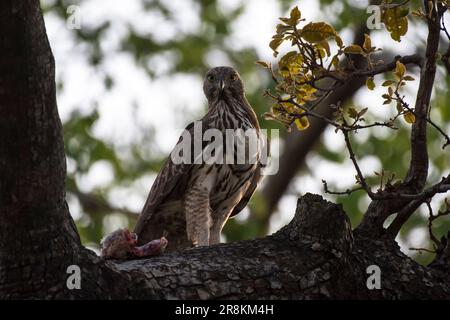 Wechselbarer Falken-Adlervogel, der auf einem Ast ruht Stockfoto