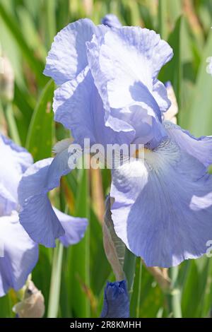 Nahaufnahme der Iris, Iris germanica Stockfoto