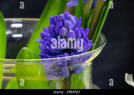 Blaue Hyazinthen stehen in einer Vase in einem Blumenladen Stockfoto