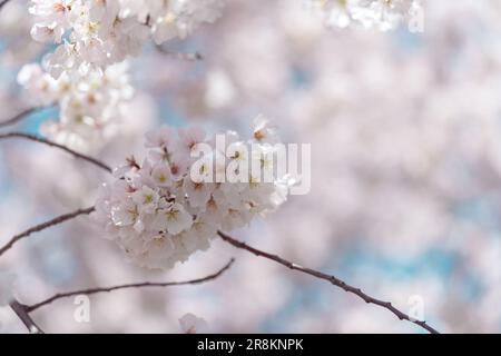 Kirschblüte in voller Blüte mit blauem Himmel Stockfoto