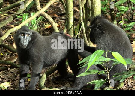 Ein Cebeles-Kammmakaken (Macaca nigra) wird von einem anderen Individuum als Akt der Sozialisierung zwischen diesen endemischen Primaten gepflegt, wie im Tangkoko Naturreservat, North Sulawesi, Indonesien. Klimawandel und Krankheiten stellen neue Bedrohungen für Primaten dar. Aber auch ohne den Faktor Klimawandel ist Macaca nigra einer der 25 am stärksten gefährdeten Primaten der Erde. Die Art ist mit Wilderei (1.700 Fallen wurden in 16 Jahren gesammelt, berichten von Forschern), Verlust von Lebensräumen und anderen Arten von ökologischen Bedrohungen durch menschliche Tätigkeiten konfrontiert. Stockfoto