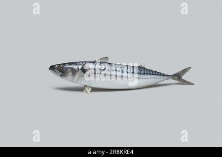 Frische Atlantische Makrele auf grauem Hintergrund. Stockfoto