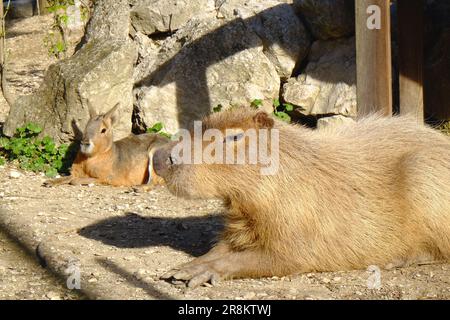 Wunderschöne Wasserschwänze, die sich an sonnigen Tagen im Freien ausruhen Stockfoto