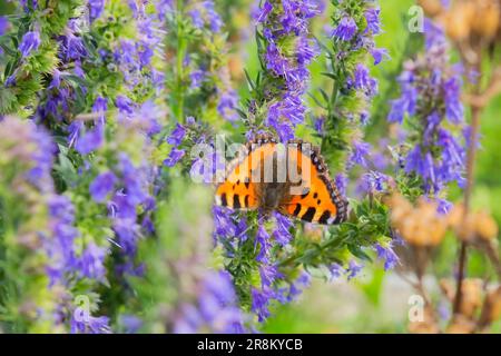 Bunter Schmetterling auf einer Blume im Sommer Stockfoto