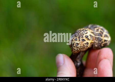 Xerocomellus chrysenteron-Pilz in der Hand Stockfoto