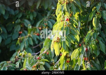 Rote Kirschen auf einem Baum. Reife Kirschen. Saftige Kirschen wachsen auf dem Kirschbaum. Stockfoto