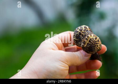 Xerocomellus chrysenteron-Pilz in der Hand Stockfoto
