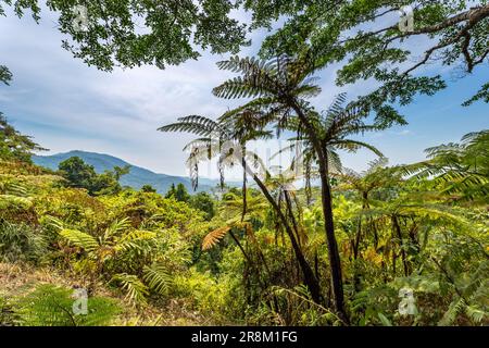 Blick über den Regenwald vom Mount Alexandra Lookout, Queensland, Australien Stockfoto